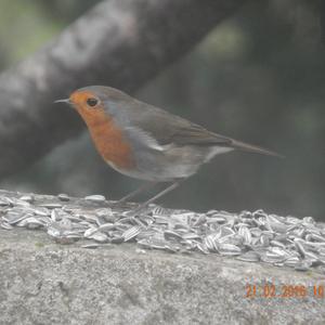 European Robin