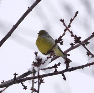 Alpine Citril Finch