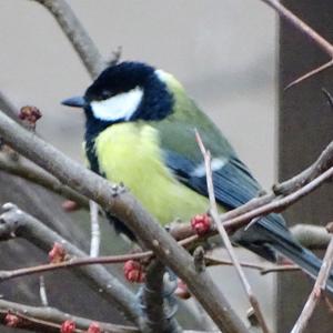 Great Tit