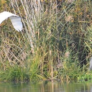 Great Egret