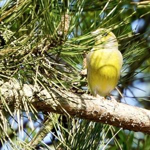 European Greenfinch