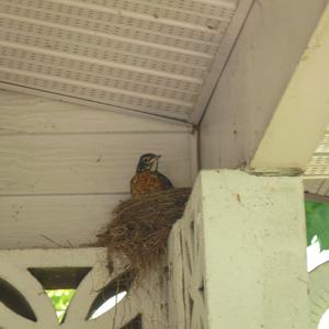 American Robin