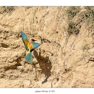 European Bee-eater