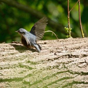 Wood Nuthatch