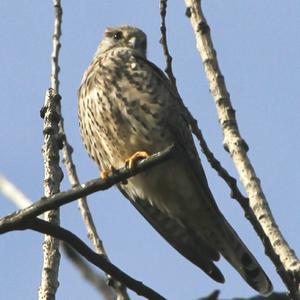 Common Kestrel