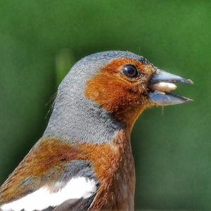 Eurasian Chaffinch