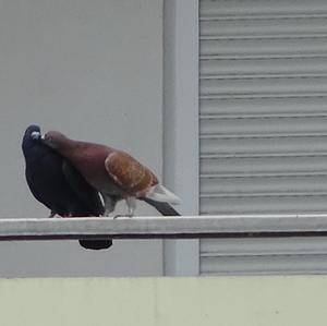 Rock Pigeon