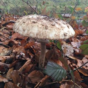 Parasol Mushroom