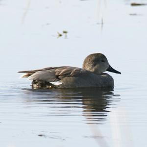 Gadwall