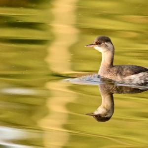 Little Grebe