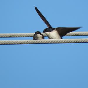 Northern House-martin