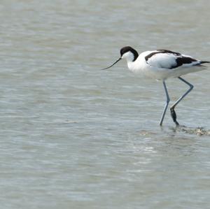 Pied Avocet