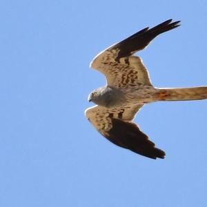 Montagu's Harrier