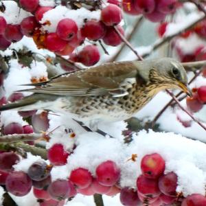 Fieldfare