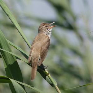 Great Reed-warbler