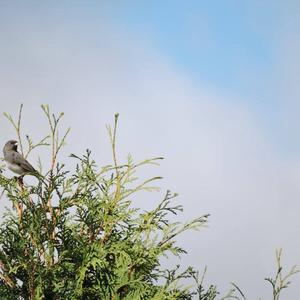 Dark-eyed Junco