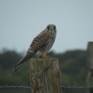 Common Kestrel