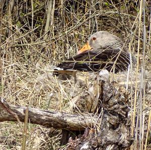 Greylag Goose