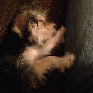 Unknown Breed