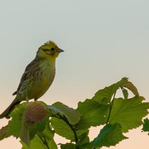 Yellowhammer