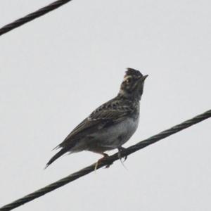 Eurasian Skylark