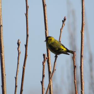 Eurasian Siskin