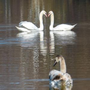 Mute Swan