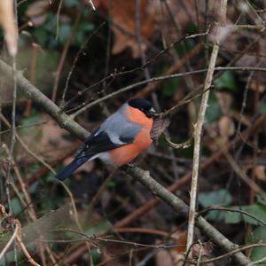 Eurasian Bullfinch