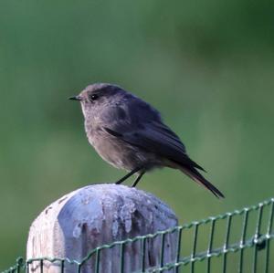 Black Redstart