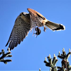 Common Kestrel