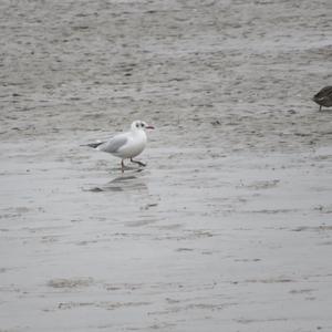 Black-headed Gull