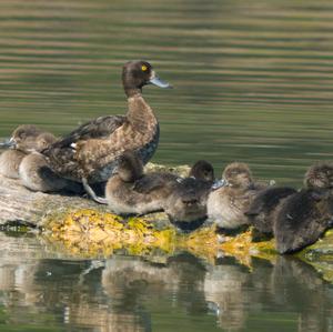 Tufted Duck