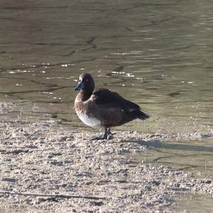 Tufted Duck