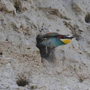 European Bee-eater