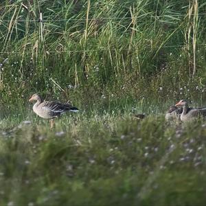 Kampfläufer