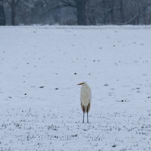 Great Egret