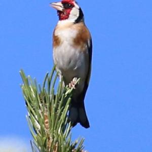 European Goldfinch