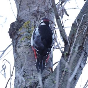 Great Spotted Woodpecker