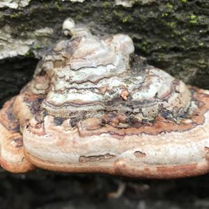 Tinder Polypore