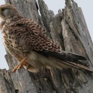 Common Kestrel