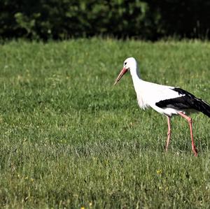 White Stork