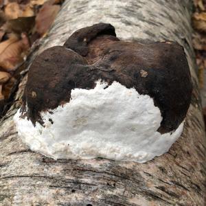 Tinder Polypore