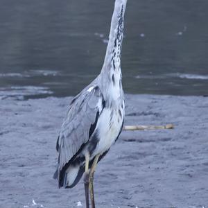 Grey Heron