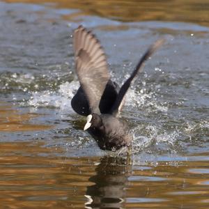 Common Coot