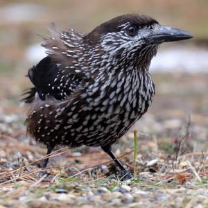 Spotted Nutcracker