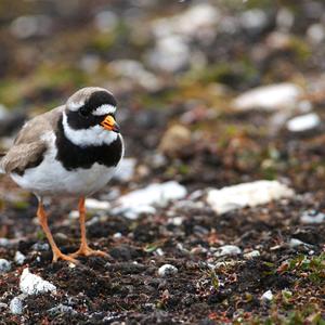 Common Ringed Plover