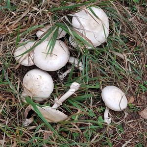 Yellow-foot Agaric