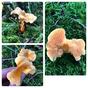 False Chanterelle