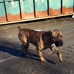 Unknown Breed