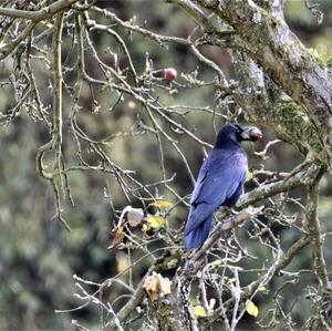 Carrion Crow